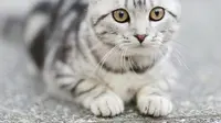 9 Cara Mencegah Kucing Liar Berak di Sekitar Rumah, Praktis Tanpa Menyakiti Hewan