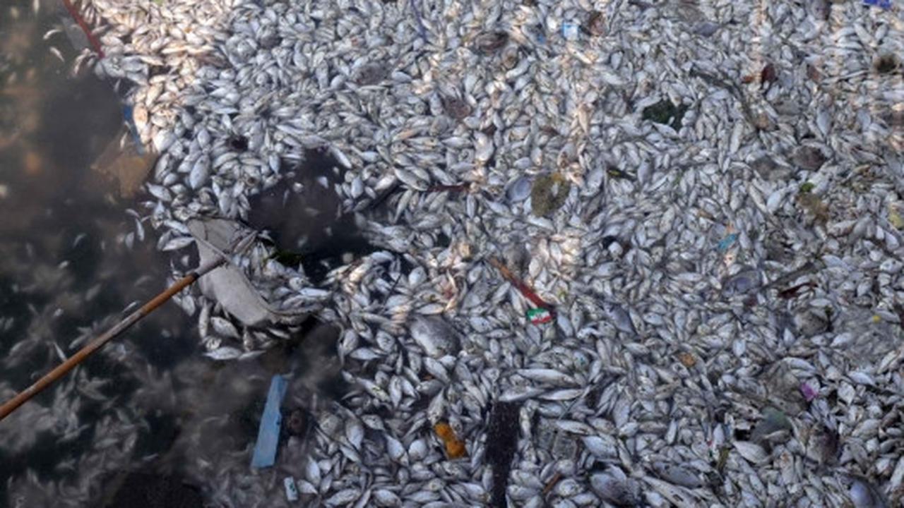 Jutaan ekor ikan berbagai jenis mati misterius di Pantai Ancol