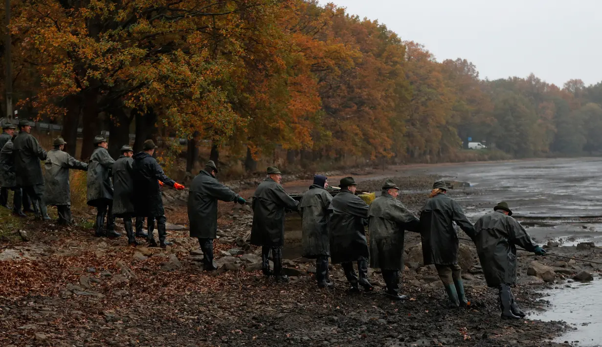 Para nelayan menarik tali yang mengarah pada jaring berisi ikan mas ketika panen ikan secara tradisional di kolam Horusicky, dekat kota Veseli nad Luznici, Republik Ceko, 24 Oktober 2017. (AP Photo/Petr David Josek)