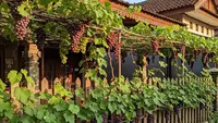 10 Cara Membuat Lorong Kebun Buah Estetik dan Produktif di Rumah