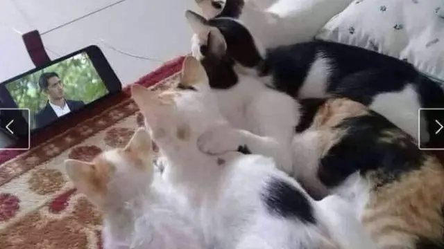 6 Potret Kucing Serius Nonton TV Ini Bikin Gemas Lihatnya