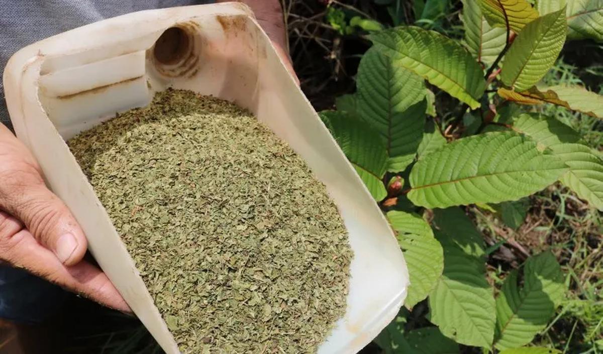 Meski begitu, diakuinya dari data transaksi perdagangan terdapat ekspor atas kratom.