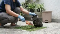 Cara Mengelola Kotoran Hewan di Halaman Rumah agar Tidak Bau dan Mengundang Lalat