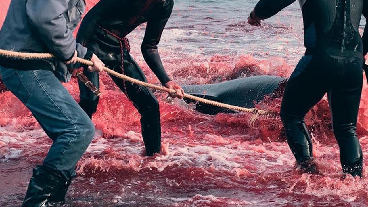 Sea Shepherd UK, sebuah organisasi lingkungan nonprofit, membagikan foto-foto yang memperlihatkan tradisi perburuan lumba-lumba di Leynar, Kepulauan Faroe, pada 14 Juni 2023.