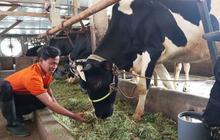 Demi Gizi Anak Bangsa, Program Impor Sapi Perah Perlu Percepatan