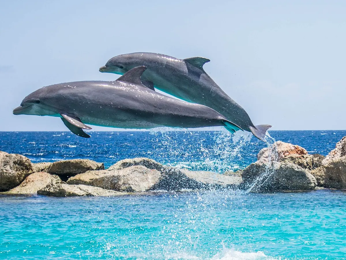 Arti Mimpi Lumba-Lumba, Pertanda Diberi Umur Panjang dan Rezeki