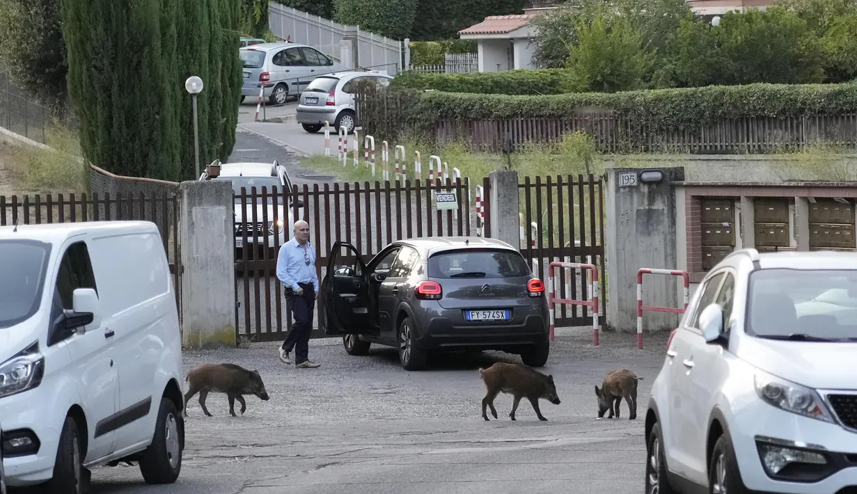 Babi hutan menyeberang jalan di Roma, Italia pada 24 September 2021. Tempat sampah Roma yang terkenal meluap menjadi magnet bagi gerombolan babi hutan yang muncul dari taman di sekitar kota untuk berkeliaran di jalanan mencari makanan. (AP Photo/Gregorio Borgia)