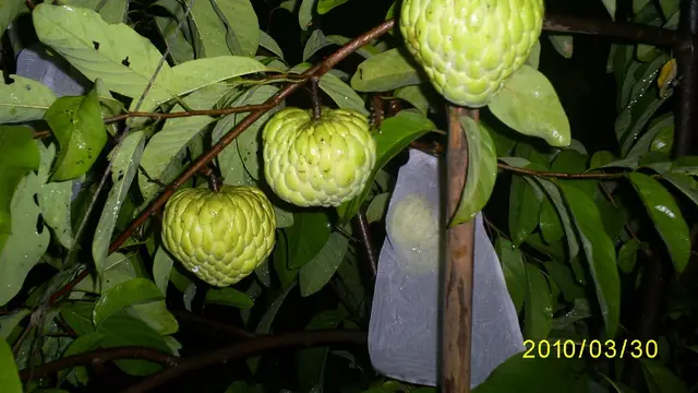 [Bintang] Tanaman Apotek Hidup
