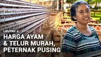 Harga Ayam dan Telur Murah, Peternak Pusing