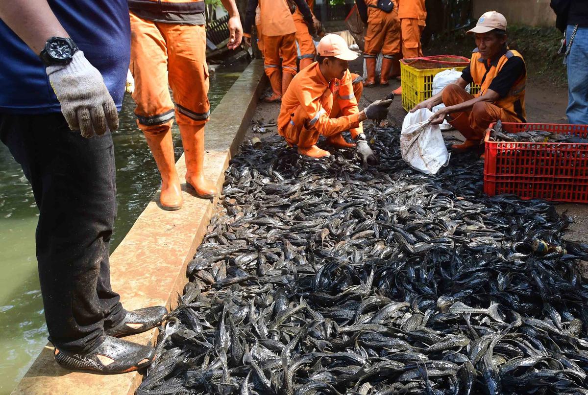 FOTO: Operasi  Penangkapan  Ikan Sapu Sapu di Setu Babakan Capai Lebih dari Tiga Ton