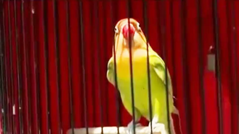 Potret Menembus Batas: Bersahabat dengan Burung Berkicau