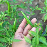 Cabai rawit (iStockphoto)