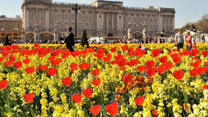 Nama Bangsawan Inggris Ada di 10 Bunga Ini, Kamu Suka yang Mana?