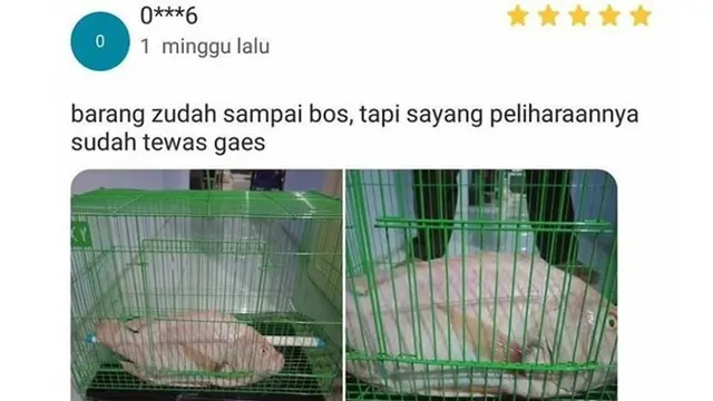 6 Potret Hewan Tak Sesuai dengan Kandangnya Ini Bikin Gagal Paham