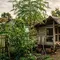 Cara Ternak Ayam Kampung Panen 4 Bulan, Mulai dari Bibit hingga Siap Jual