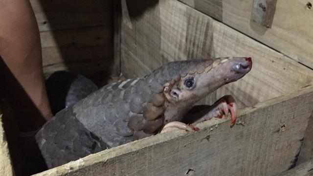 Puluhan Trenggiling Hidup Ditemukan di Bus Vietnam