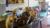 Berbagai jenis kucing impor dan lokal ada di the cat cabin jakarta