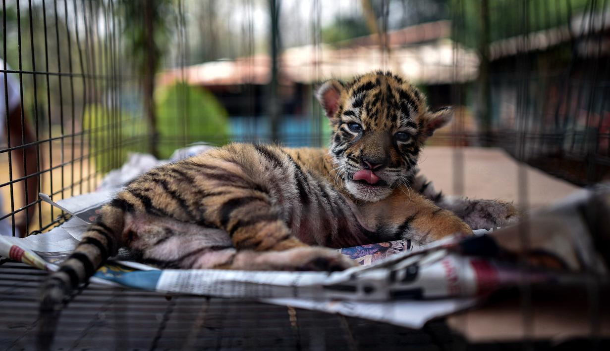 Seekor anak harimau bengal yang baru lahir bernama "Covid" terlihat di Pusat Penyelamatan dan Rehabilitasi Satwa Liar "BioZoo" di negara bagian Veracruz, Meksiko, 5 April 2020. Pemberian nama itu terinspirasi dari pandemi yang saat ini tengah melanda dunia yaitu Corona COVID-19. (VICTORIA RAZO/AFP)