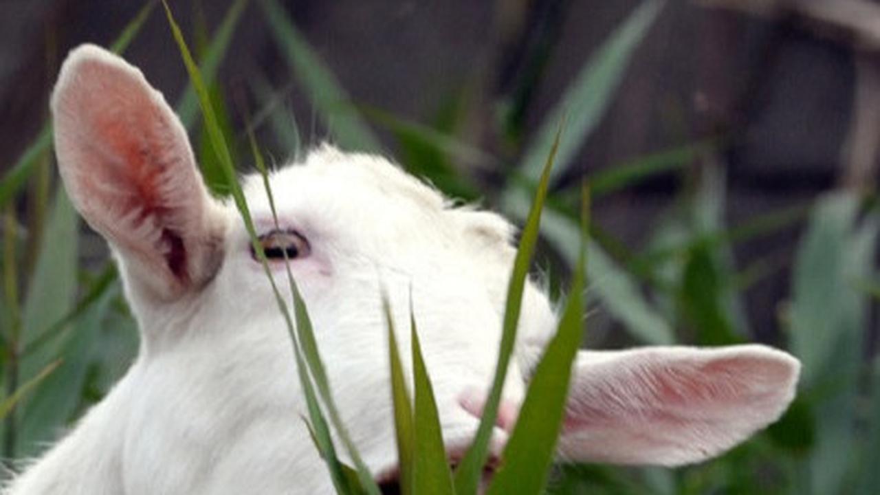 Ilustrasi kambing