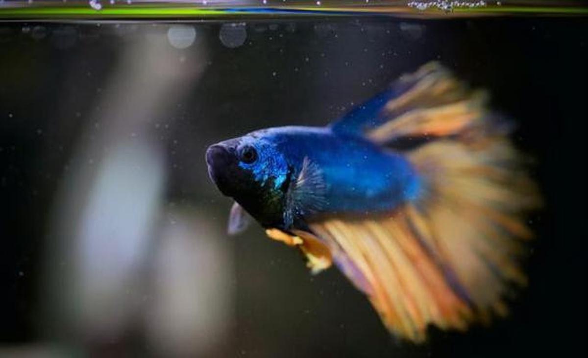 Jenis Ikan Kecil yang Bisa Diternak di Galon, Perawatan Mudah Cocok untuk Usaha Rumahan