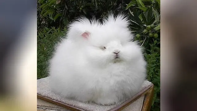 Bad Hair Day-nya Hewan