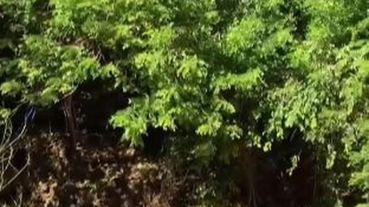 Viral 100 Ton Sampah Menumpuk di Muara Sungai Pantai Dreamland Bali, Ini Penjelasan Pemkab Badung