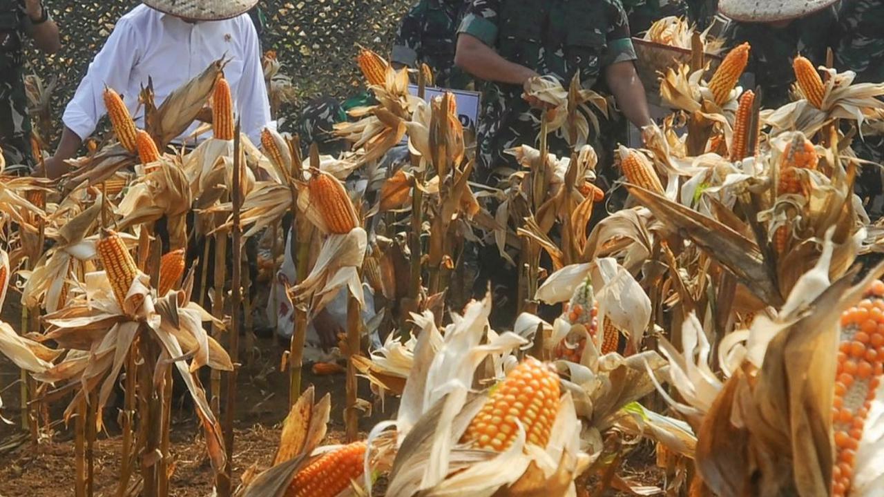 Ia menyatakan bahwa langkah ini merupakan salah satu strategi untuk meningkatkan ketahanan pangan di Indonesia, terutama dalam menghadapi perubahan iklim dan fluktuasi harga pangan global. Foto: merdeka.com / Arie Basuki<br>