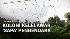 Apa jadinya jika Anda berkendara dan bisa melihat langsung gerombolan kelelawar beterbangan hingga monyet-monyet liar turun ke jalanan? Ini jadi pemandangan utama di jalan lintas di Pidie.