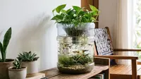 7 Inspirasi Kolam Mini dari Galon Bekas untuk Ikan Guppy, Murah dan Estetik