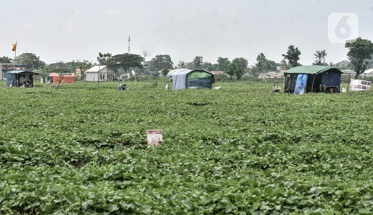 Petani melakukan perawatan tanaman blewah di Kabupaten Bekasi, Jawa Barat, Kamis (15/4/2021). Sekitar 60 persen petani sayuran di Kabupaten Bekasi beralih menanam blewah karena menjadi salah satu buah yang diminati warga saat bulan Ramadhan. (merdeka.com/Iqbal S. Nugroho)
