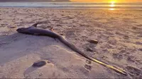 Penemuan Hiu Ekor Panjang Langka yang Terdampar di Pantai Membuat Heboh