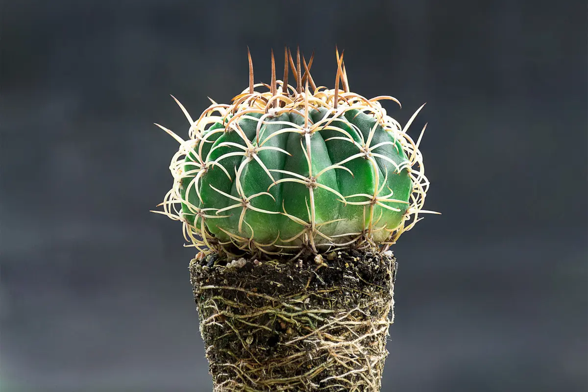 Kaktus (sumber: iStockphoto)