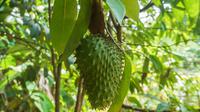 Ilustrasi mimpi, buah sirsak. (Image by Najib Zamri from Pixabay)