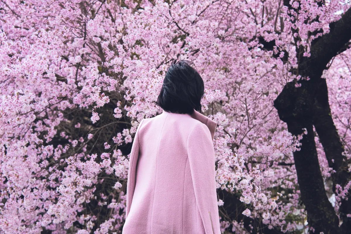Ilustrasi Sakura