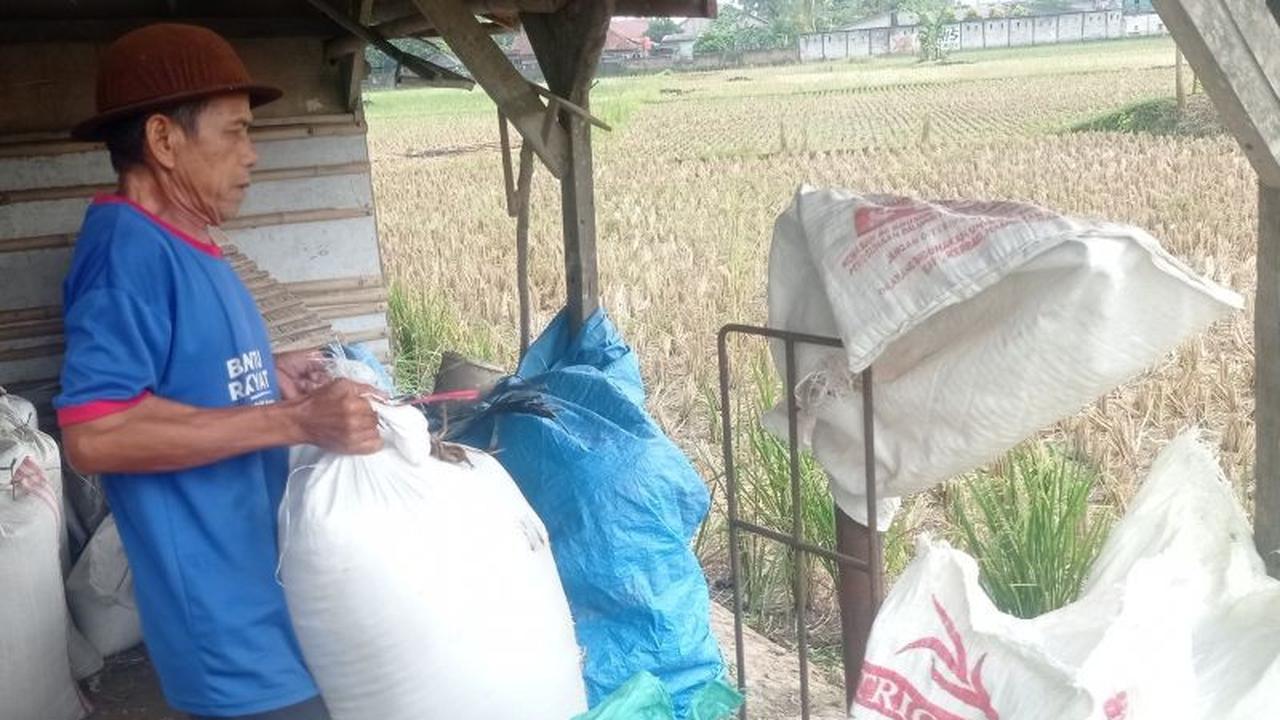 Trivia Petani: Harga Gabah Lebak Turun Rp1.000 per Kg, Tetap Untung Berkat HPP