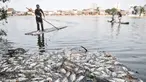 Warga menggunakan rakit saat mengumpulkan bangkai ikan Mujair di Situ Rawa Besar, Lio, Depok, Jawa Barat, Kamis (20/8/2020). Sejak dua hari terakhir ribuan ekor ikan Mujair mati dan memenuhi Situ Rawa Besar yang menurut warga setempat disebabkan oleh faktor cuaca. (merdeka.com/Iqbal S. Nugroho)