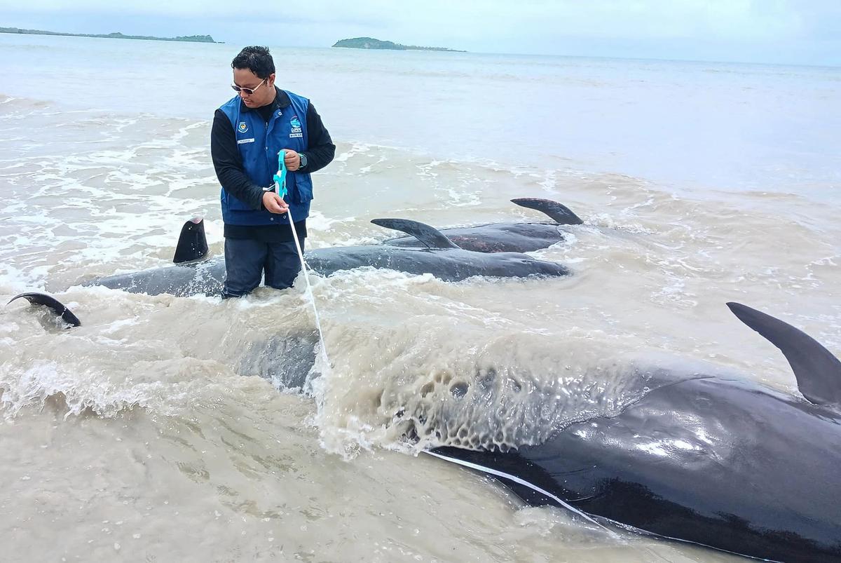 FOTO: Puluhan Paus Pilot Terdampar di Pantai Mbadokai NTT