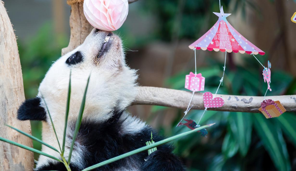 Panda raksasa Yi Yi bermain di Kebun Binatang Nasional Malaysia, Selasa (14/1/2020). Yi Yi merupakan anak kedua dari pasangan Xing Xing dan Liang Liang. (Xinhua/Zhu Wei)