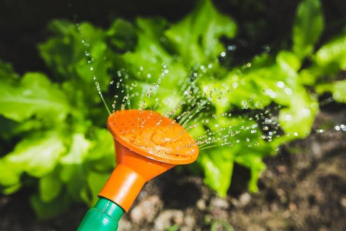 Cara Menanam Kangkung di Polybag, Cukup 3 Minggu Sudah Panen