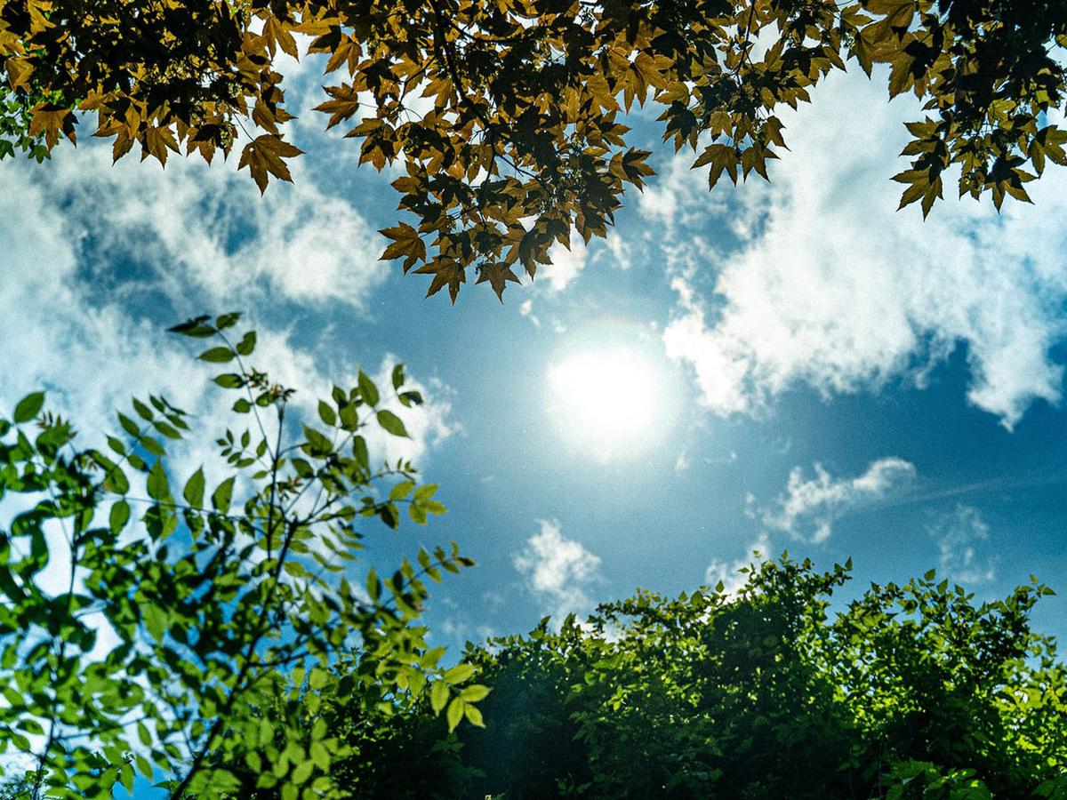 Manfaat adalah bagi membantu satu untuk sinar salah matahari proses dari tumbuhan Proses Fotosintesis