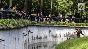Pengunjung melihat orangutan saat menikmati liburan hari kedua Idul Fitri 1443 H di Taman Margasatwa Ragunan, Jakarta, Selasa (3/5/2022).&nbsp;Taman Margasatwa Ragunan kembali beroperasi pada hari kedua Lebaran. (Liputan6.com/Johan Tallo)
