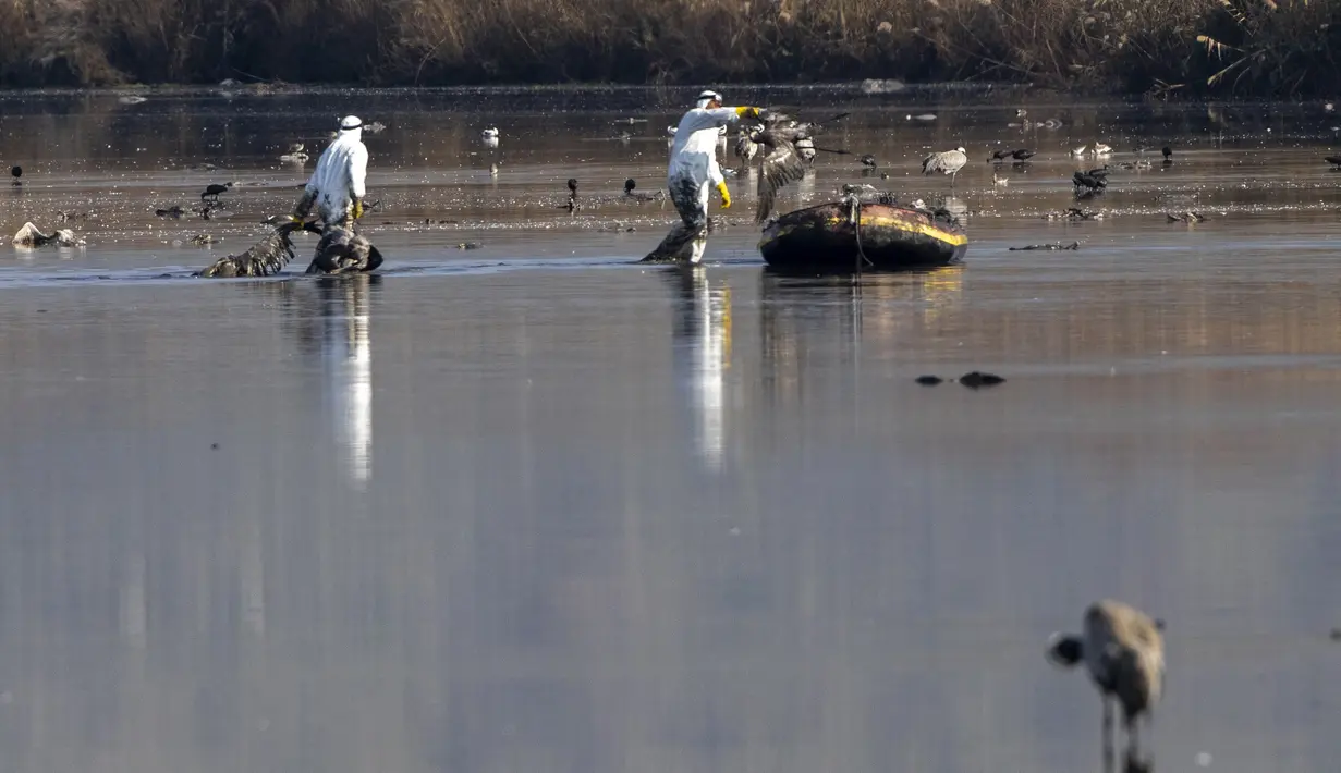 Pekerja dengan alat pelindung diri (APD) lengkap mengambil burung bangau yang mati di kawasan konservasi Danau Hula, utara Laut Galilea, Israel utara, Minggu (2/1/2022). Flu burung telah membunuh ribuan bangau yang bermigrasi dan mengancam hewan lain di Israel utara. (AP Photo/Ariel Schalit)