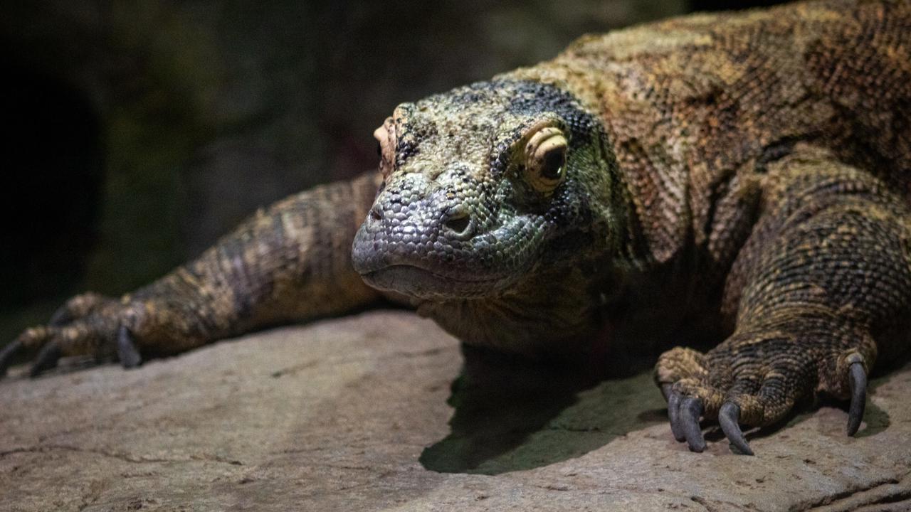 ilustrasi biawak