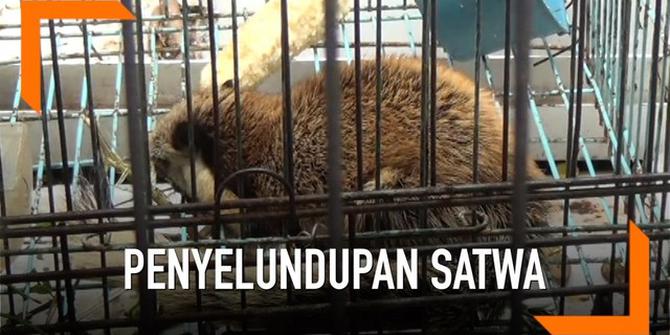 VIDEO: Polisi Bongkar Komplotan Penyelundup Komodo