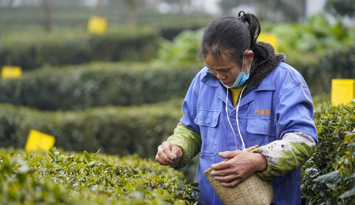 Pekerja memetik daun teh di sebuah pabrik teh di Chongqing, China, Minggu (23/2/2020). Melalui peningkatan upaya pengendalian epidemi virus corona atau COVID-19, pabrik teh di China mulai melanjutkan kegiatan produksi pada awal musim semi ketika pucuk daun teh mulai terlihat. (Xinhua/Liu Chan)