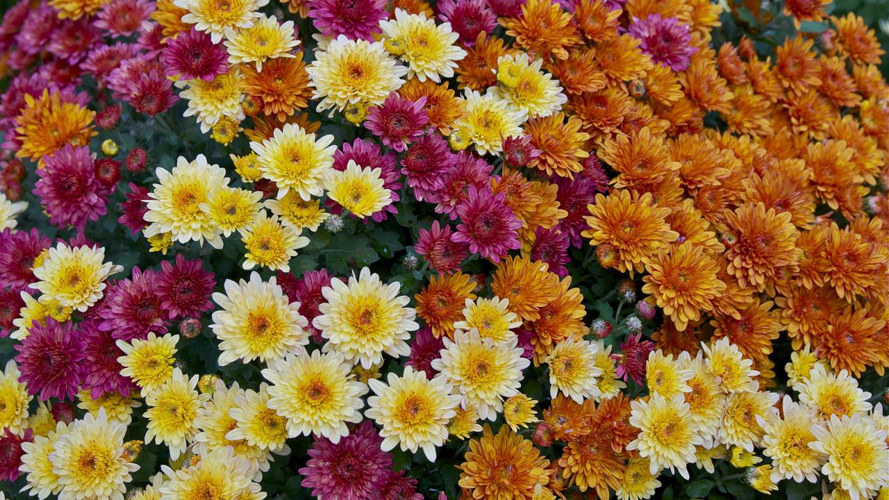 Bunga berdasarkan bulan lahir