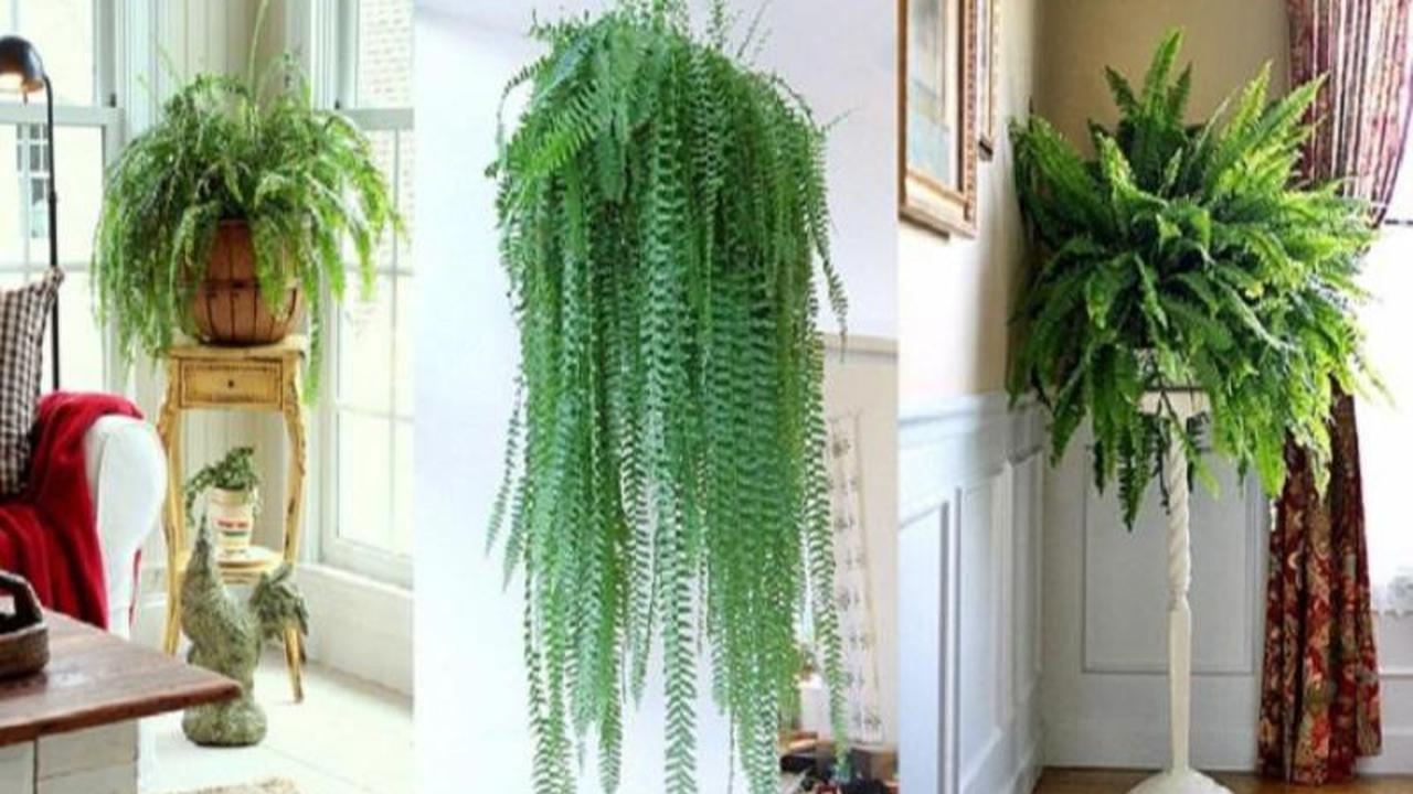 4. Boston Fern (pakis boston)