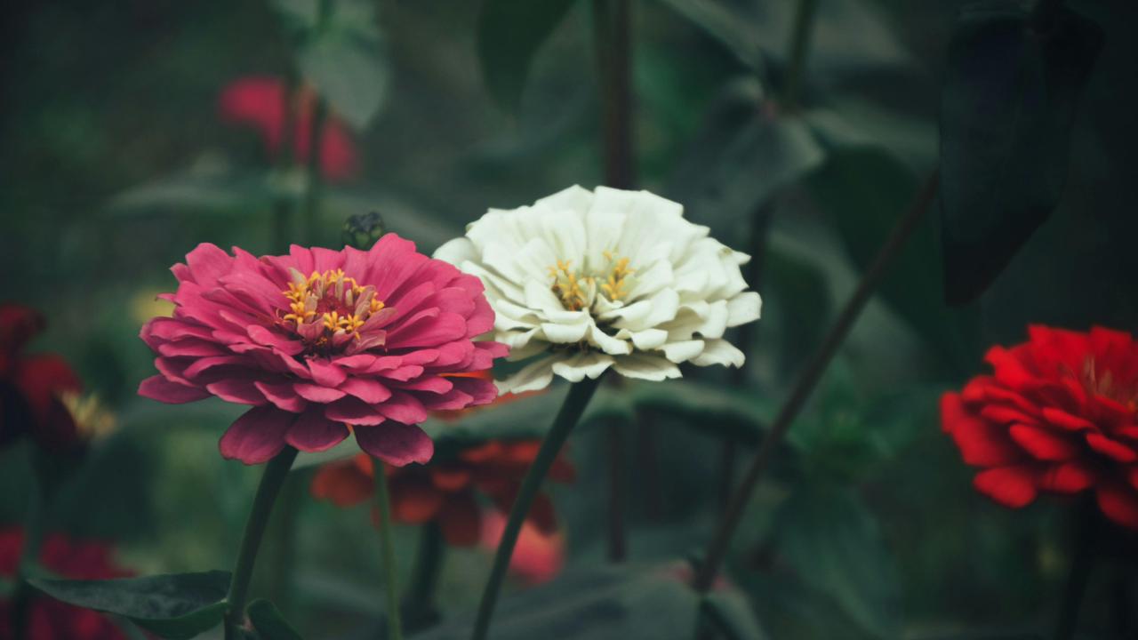 Bunga Zinnia