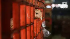 Seekor ayam terlihat di tempat pemotongan saat pandemi COVID-19 di kawasan Kebayoran Lama, Jakarta, Jumat (29/1/2021). Saat ini harga ayam ras di tingkat konsumen berkisar Rp 27.000 per kilogram. (Liputan6.com/Johan Tallo)