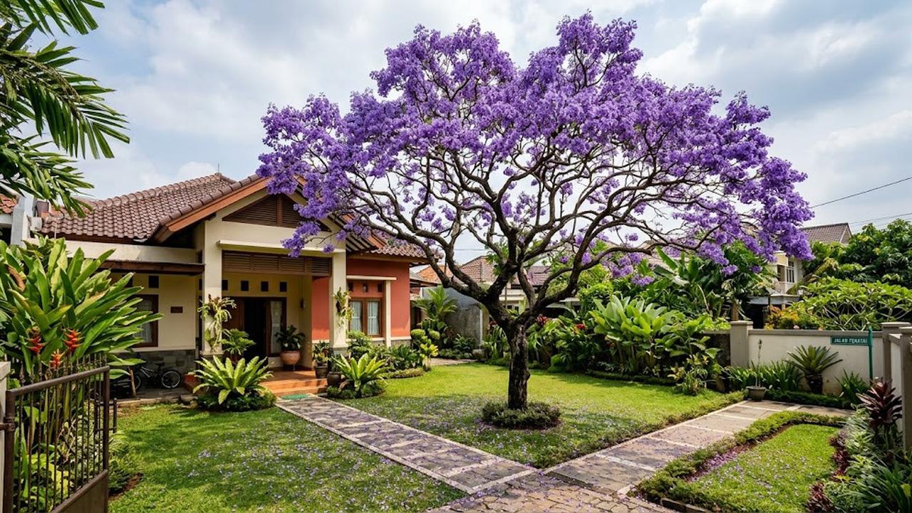 Jacaranda (Jacaranda mimosifolia)